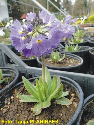 Primula denticulata Lilac.jpg