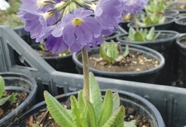 Primula denticulata 'Lilac' - jeglič