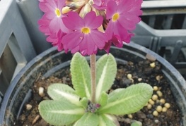 Primula denticulata 'Rubin' - jeglič