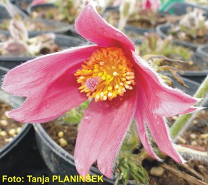 Pulsatilla vulgaris Rode Klokke.jpg