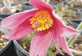 Pulsatilla vulgaris 'Rote Klokke' - velikonočnica, kosmatinec