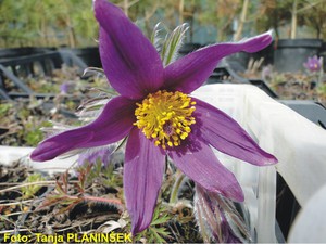 Pulsatilla vulgaris.jpg