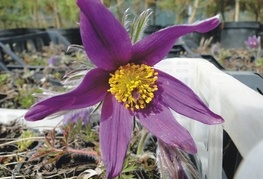 Pulsatilla vulgaris - velikonočnica, kosmatinec