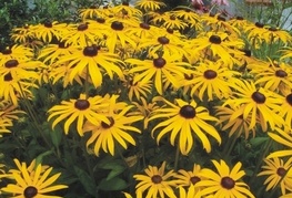 Rudbeckia fulgida var. sullivantii 'Goldsturm' - rudbekija