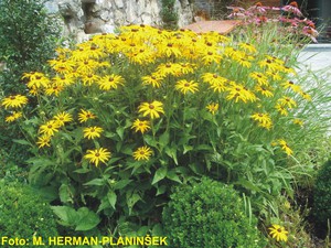 Rudbeckia fulgida Goldsturm 1.jpg