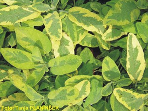 Salvia officinalis Icterina.jpg