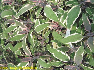 Salvia officinalis Tricolor.jpg