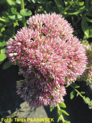 Sedum Herbstfreude.jpg