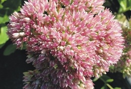 Sedum 'Herbstfreude' (= S. 'Autumn Joy', S. 'Indian Chief') - hermelika