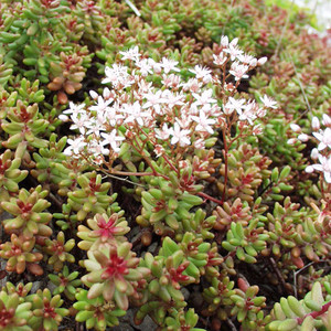 Sedum album.jpg