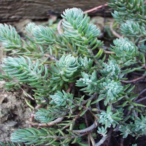 Sedum reflexum.jpg