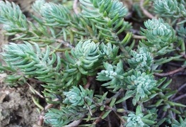 Sedum reflexum - homulica