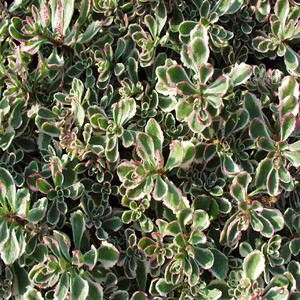 Sedum spurium Variegatum.jpg