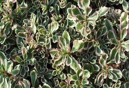 Sedum spurium 'Tricolor' - pisanolistna homulica