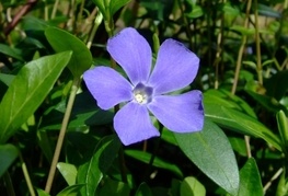 Vinca minor - mali zimzelen