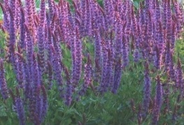 Salvia x superba 'Ostfriesland' - kadulja