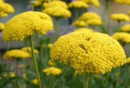 Achillea filipendulina 'Parker's Variety' - rman