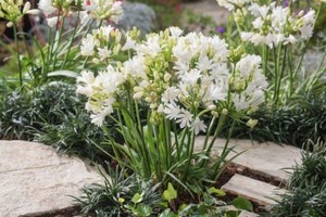 Agapanthus Double Diamond.jpg