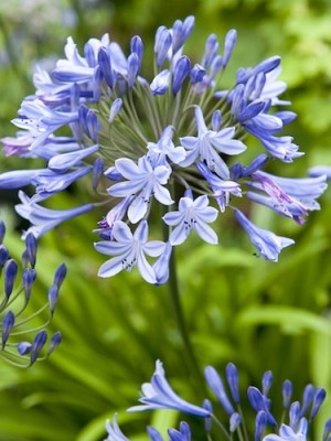 Agapanthus Dr. Brouwer 1.jpg