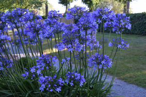 Agapanthus Dr. Brouwer.jpg