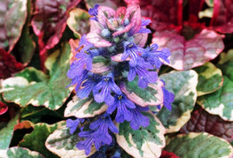 Ajuga reptans 'Burgundy Glow' - plazeči skrečnik