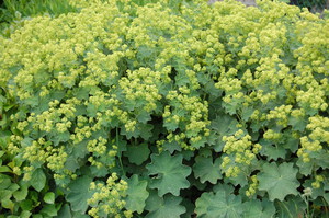 Alchemilla mollis 1.jpg