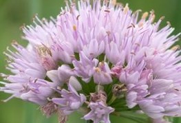 Allium senescens 'Lisa Green' - okrasni drobnjak