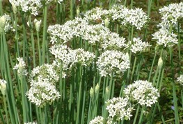 Allium tuberosum - česnov drobnjak, kitajski drobnjak