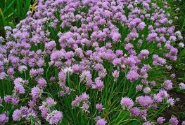 Allium schoenoprasum - drobnjak