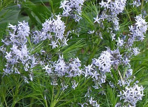 Amsonia hubrichtii Thread-leaf Blue Star.jpg