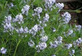 Amsonia hubrichtii - vrbica, hubrichtova amsonija