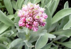 Anaphalis-alpicola 1.JPG