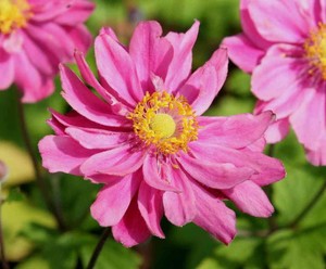 Anemone Pamina.jpg
