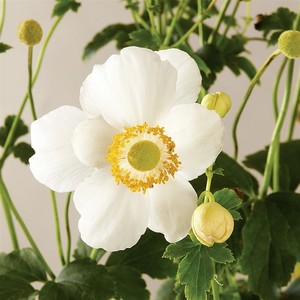 Anemone Pretty Lady Maria.jpg