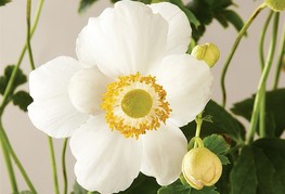 Anemone x hybrida 'Pretty Lady Maria' (= A. japonica 'Pretty Lady Maria') - jesenska anemona, japonska anemona, vetrnica