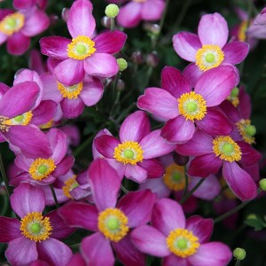 Anemone Pretty Lady Susan.jpg