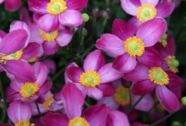 Anemone x hybrida 'Pretty Lady Susan' (= A. japonica 'Pretty Lady Susan') - jesenska anemona, japonska anemona, vetrnica