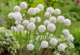 Armeria maritima 'Alba' - pečnik