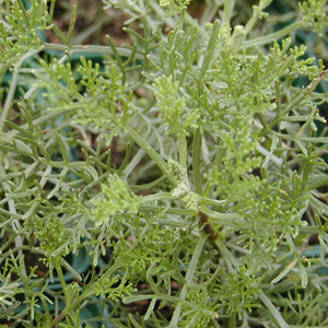 Artemisia abrotanum var. camphorata.png