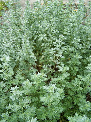 Artemisia_absinthium.jpg