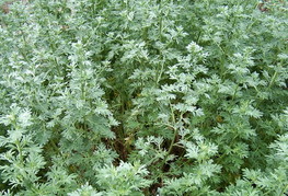 Artemisia absinthium - pravi pelin