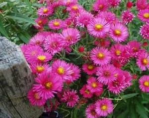 Aster dumosus Alert.jpg