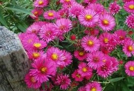 Aster dumosus 'Alert' - jesenska astra