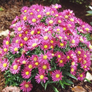 Aster dumosus Bahamas.jpg