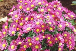 Aster dumosus 'Bahamas' - jesenska astra