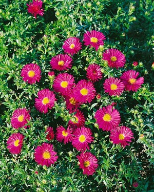 Aster dumosus Purple Diamond.jpg