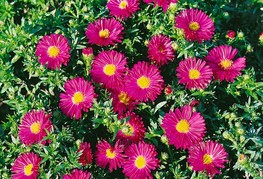 Aster dumosus 'Purple Diamond' - jesenska astra