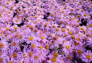 Aster dumosus Rozika.jpg