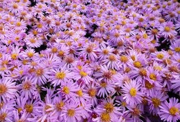 Aster dumosus 'Rozika' - jesenska astra