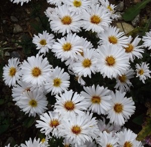 Aster dumosus White Opal.jpg